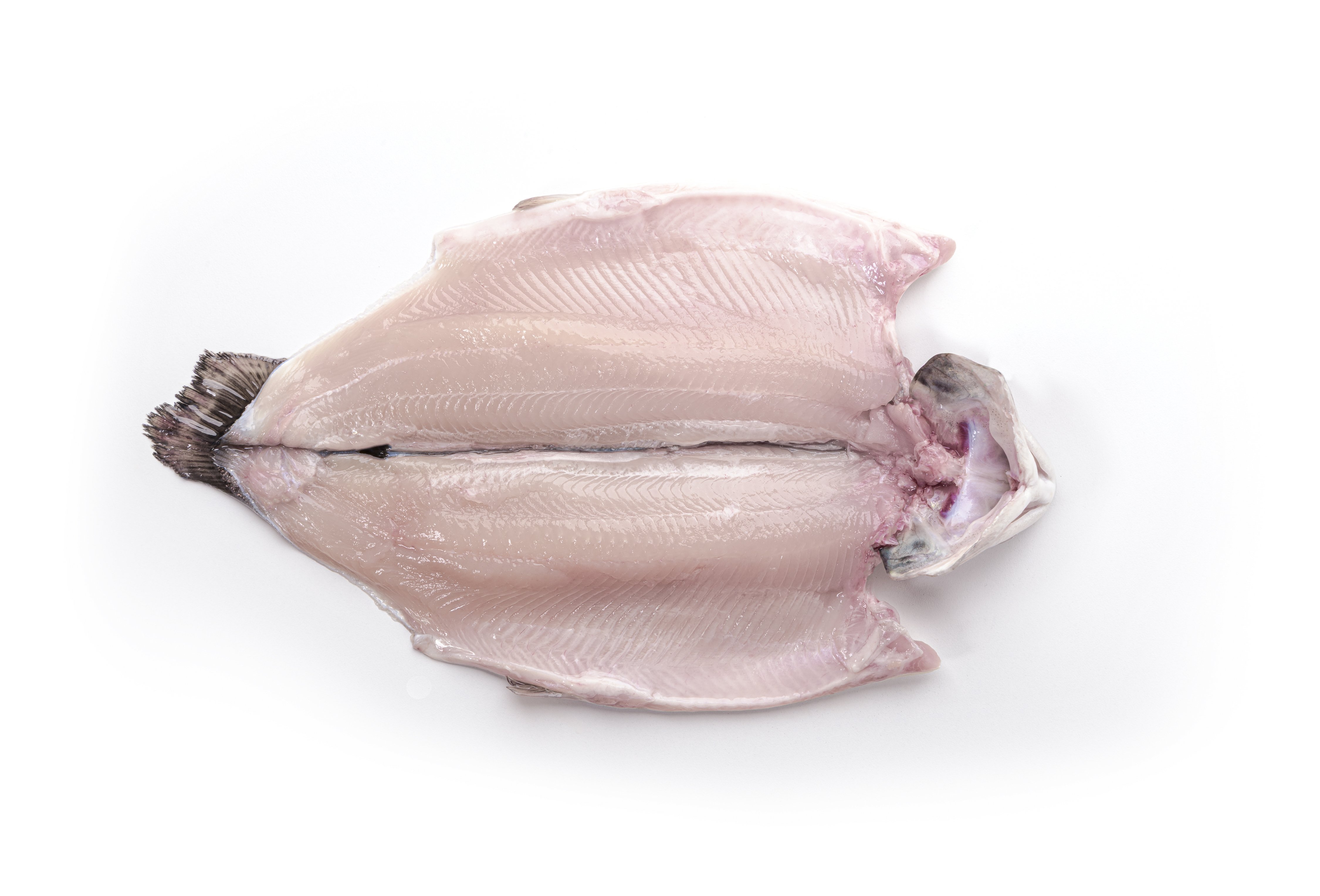 White trout head-on butterfly