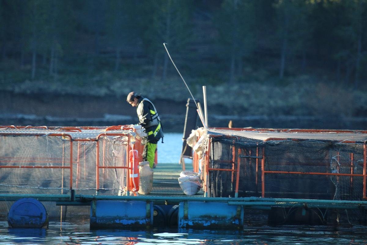 Worker tending to fish cages on the water
